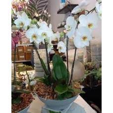 Orchid Pot